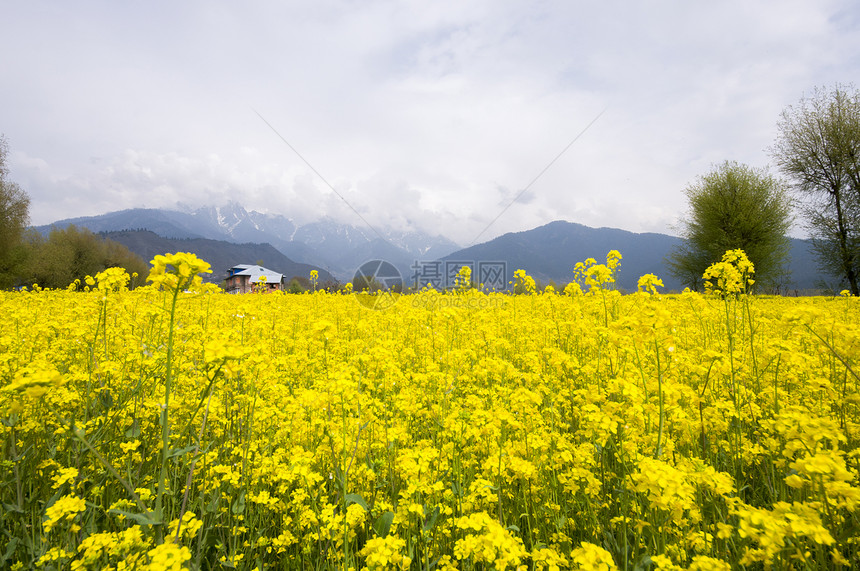 克什米尔的芥子田花园芥菜场地图片