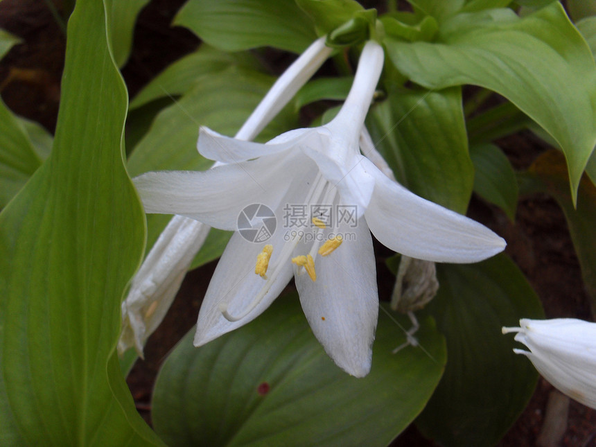 白花朵(千叶花花)图片