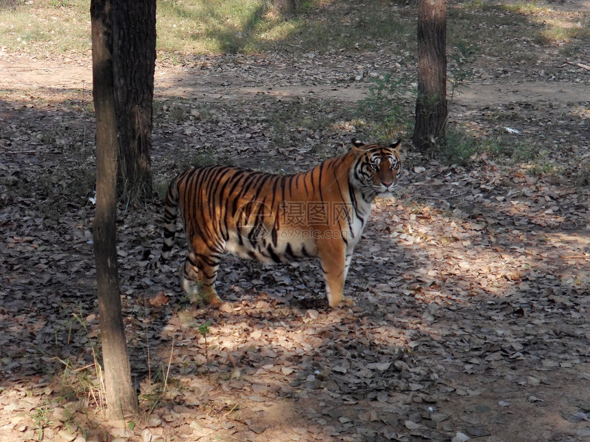 中国东北虎虎保护哺乳动物树木落叶动物图片