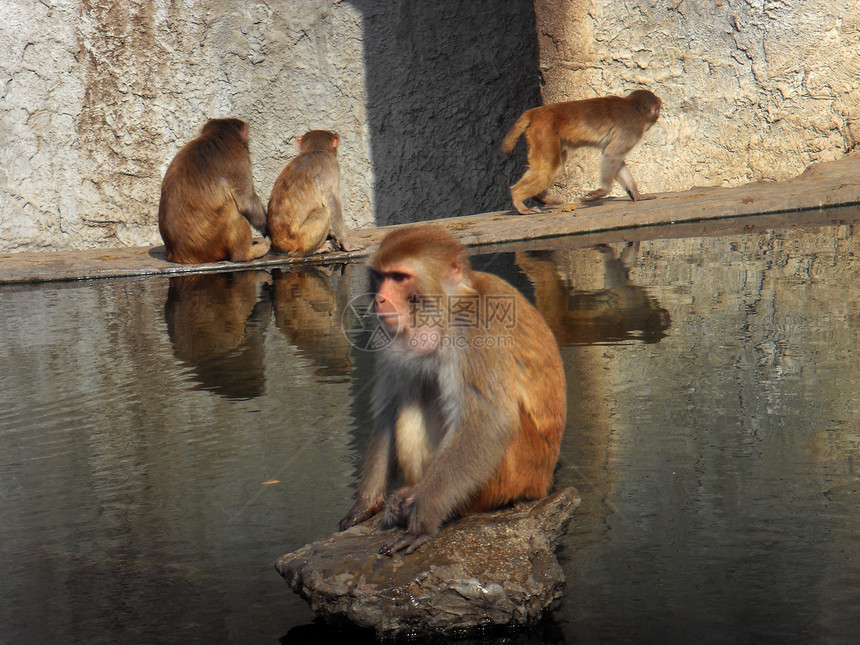 猴子动物动物园手相石头灵长类图片