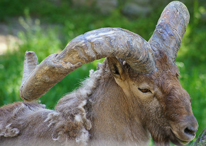 高加索山羊动物群动物园环境喇叭山羊岩石野生动物高清图片