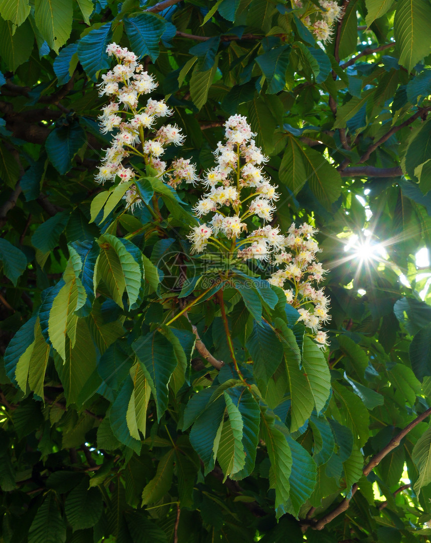栗子树活力季节叶子植物公园枝条蓝色花瓣植物群宏观图片