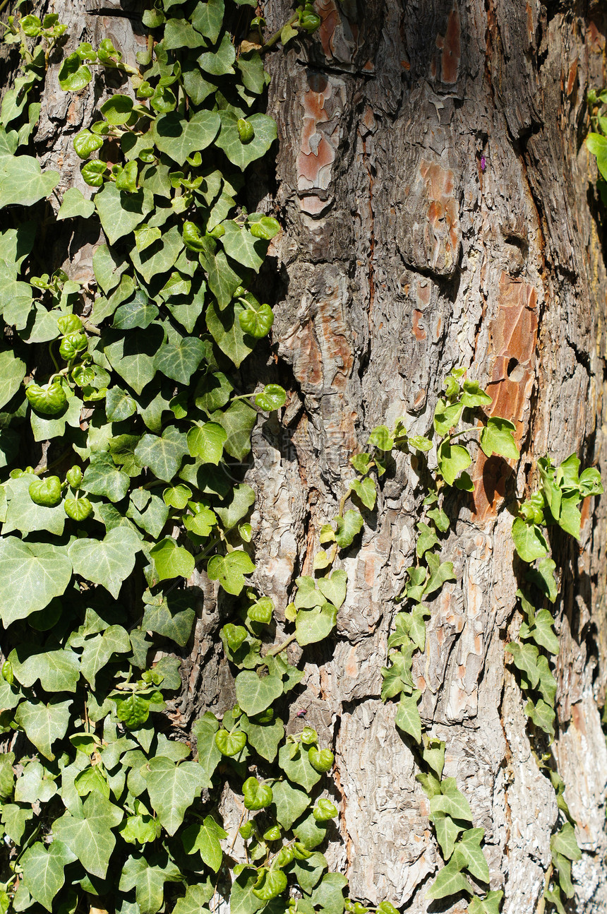 夏间时间森林植物棕色木头宏观橡树橡木材料树干背景图片