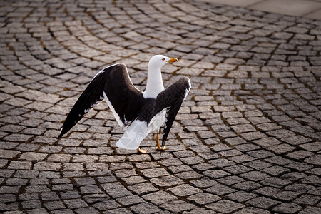 瑞典斯德哥尔摩科布勒街上行走的优雅海鸥高清图片