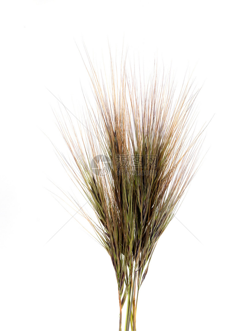 青草耳朵玉米食物小麦工作室稻草农场植物面包收获图片