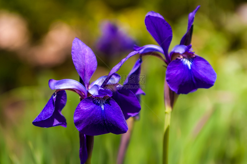 绿色模糊背景的Iris花朵 户外照片 S植物叶子花瓣紫色团体蓝色美丽鸢尾花活力花园图片