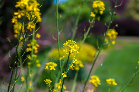 野生黄花团 芥末种子花背景图片