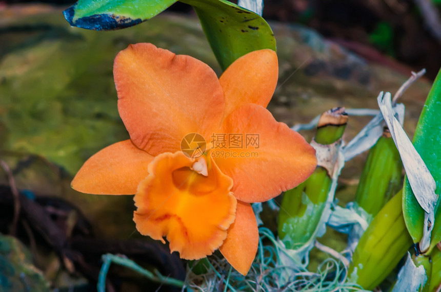 橙兰花闭合橙子植物植物群农场植物学热带风格宏观花瓣花束图片