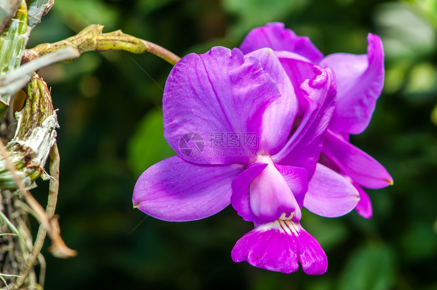美丽的紫色兰花  白喉背景热带植物学叶子农村花瓣植物群环境植物风格图片