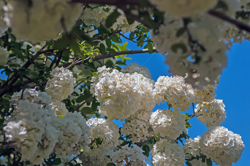 白花有选择性的花粉红灌木晴天花香背景球形花园花朵树叶植物学植物叶子图片