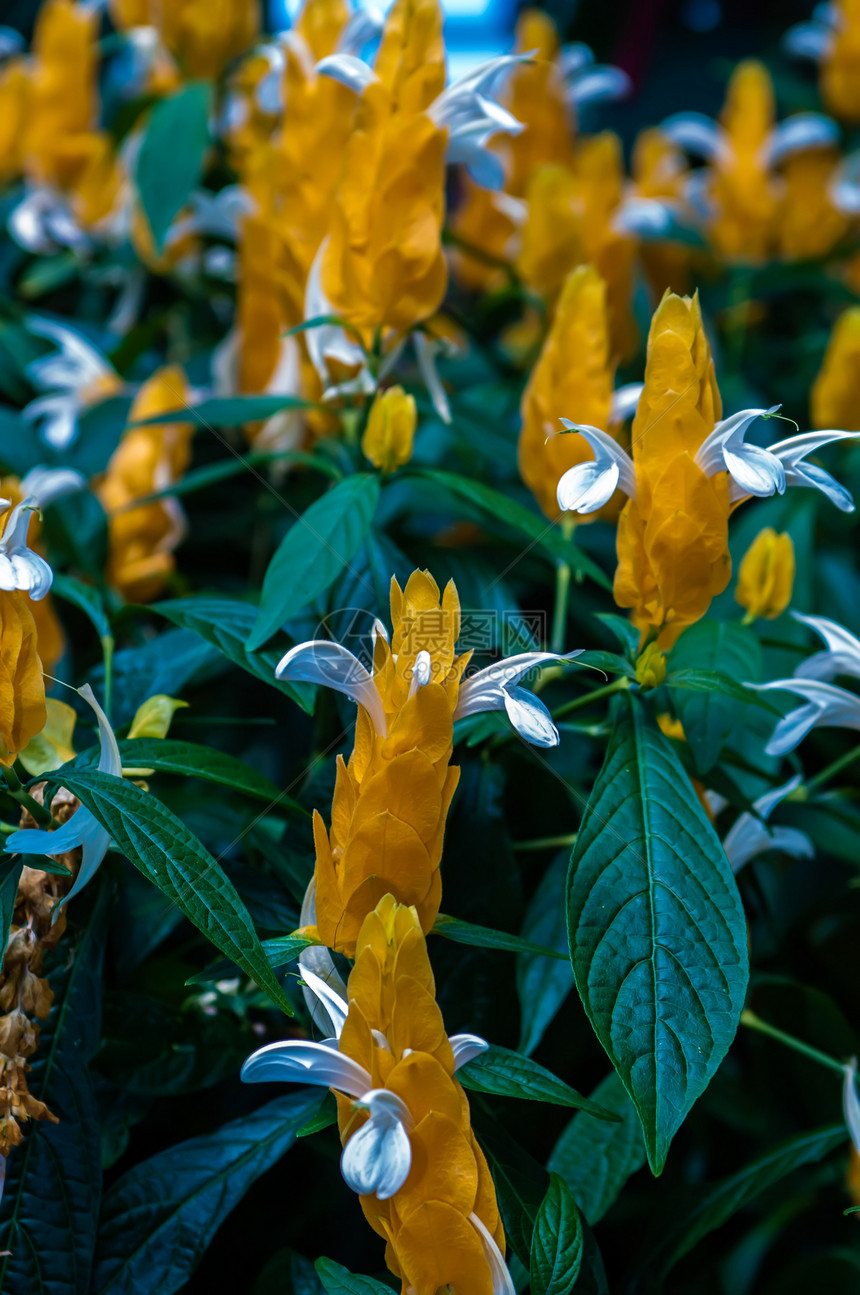 超近光谱闪烁的润滑油森林热带植物群叶子植物学灌木花瓣丛林专家中心图片
