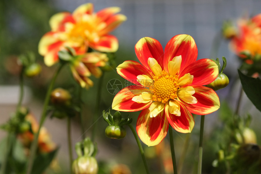 阳光花情怀向日葵花瓣园艺幸福色彩太阳晴天植物学活力图片
