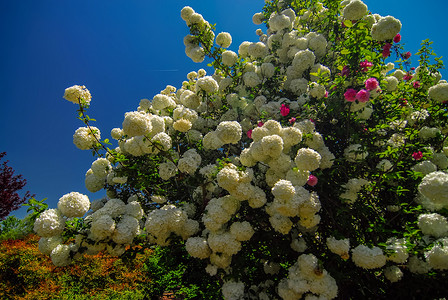 丹尼尔斯托植物园普通雪球春天高清图片