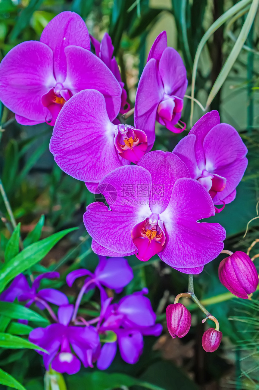 美丽的紫色兰花  白喉叶子花园花束农村植物群环境风格背景植物热带图片