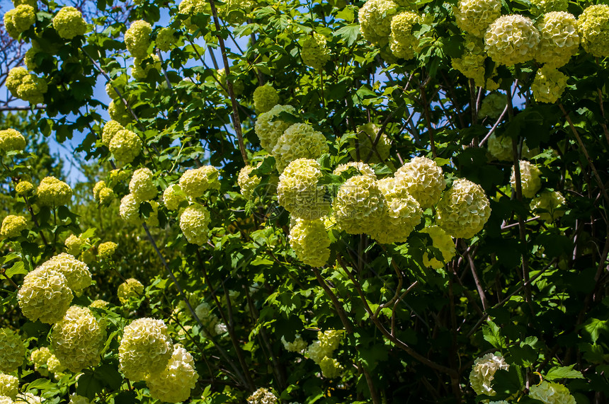 白花有选择性的花粉红灌木角落花园衬套植物学树叶花头绿色叶子球形晴天图片
