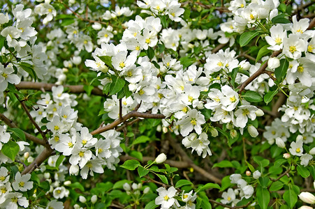 苹果花植物花瓣光束天气花园脆弱性枝条植物群香水花序背景图片