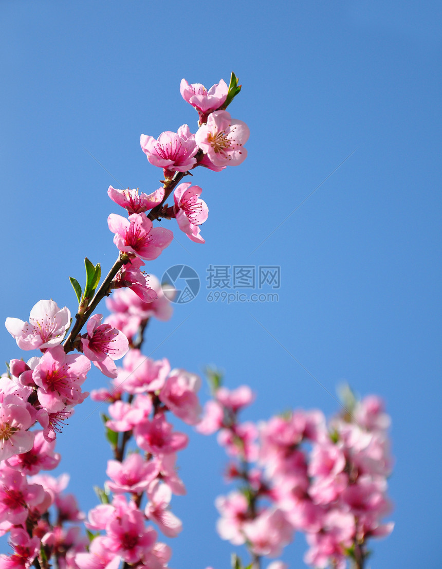 桃花植物紫色枝条植物群粉色天空花园花朵蓝色图片