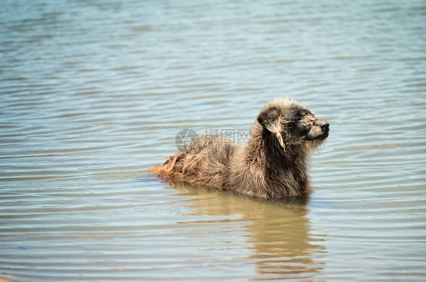 水里有一条狗图片