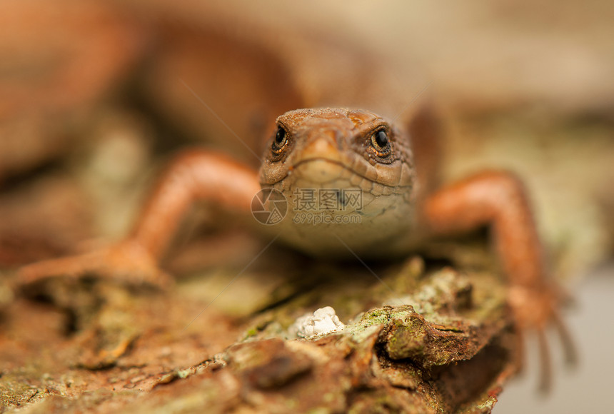 佐托卡维维帕拉蜥蜴尾巴野生动物绿色动物棕色眼睛爬行动物胎生脊椎动物图片