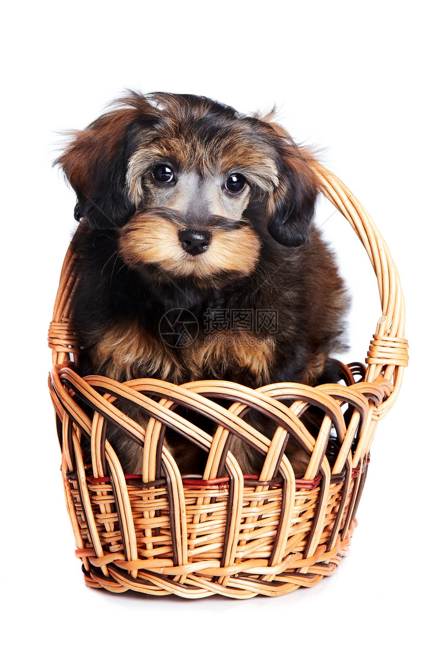 篮子里的小狗兰花朋友动物贵宾犬脊椎动物幸福毛皮快乐猎犬爪子图片
