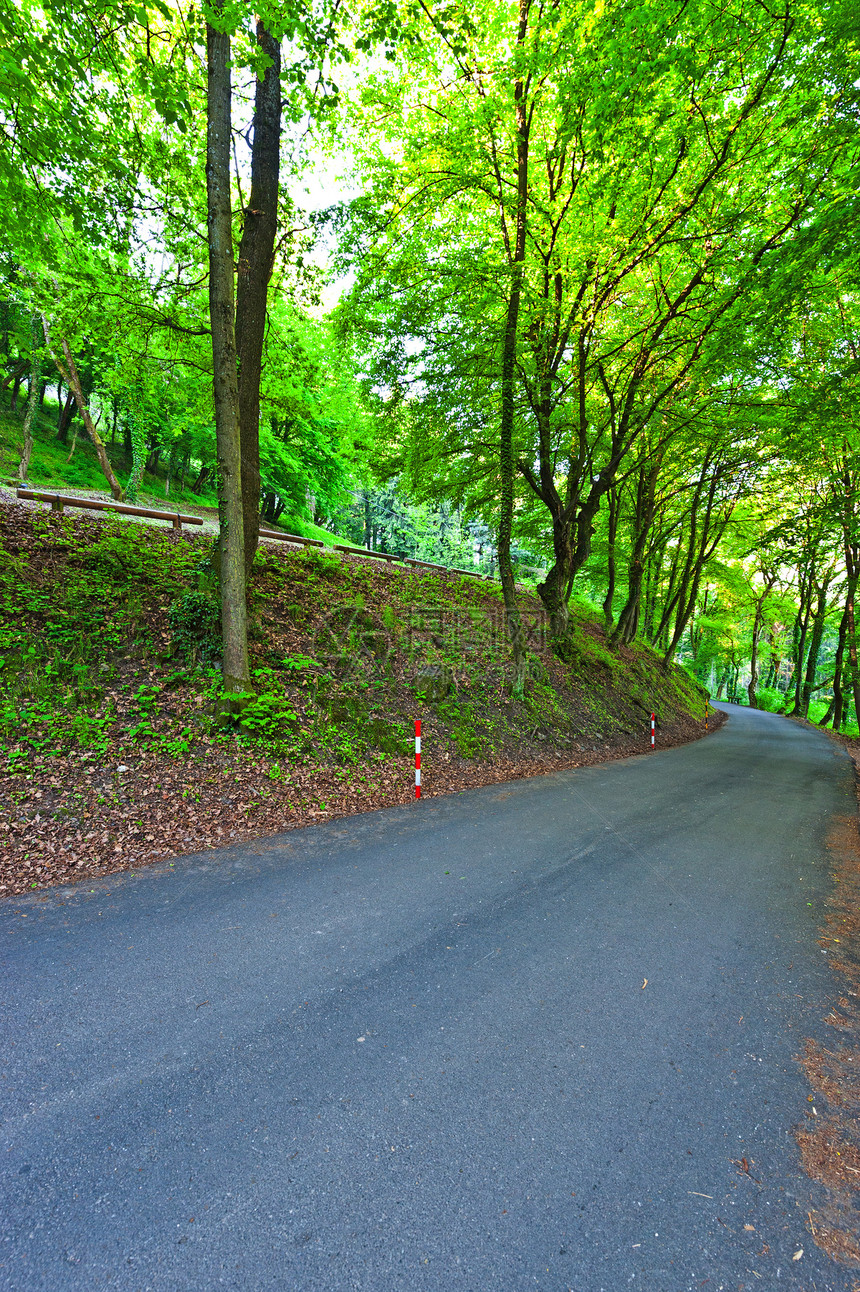 森林道路公园阴影生态运输植物路线叶子旅行驾驶天篷图片