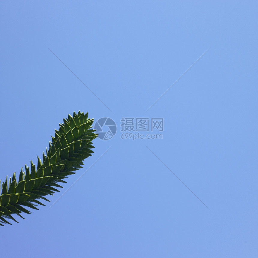 猴子树分支绿色植物盔甲分支机构青色锥体植物群手臂生长天空边缘图片
