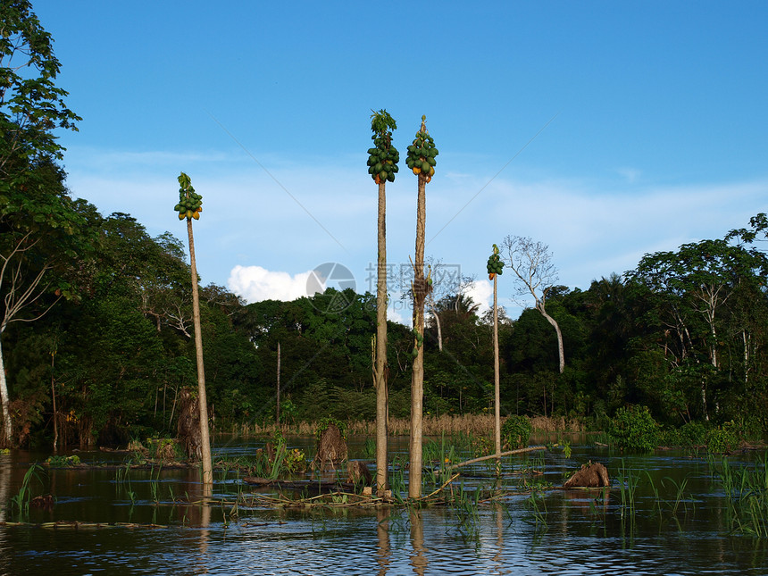 亚马逊地区淹水的木瓜田图片