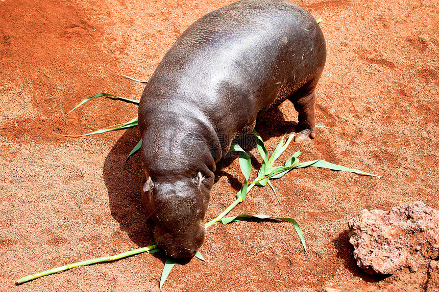 猪皮 六溴罗门解放者动物植物草食性危险侏儒哺乳动物野生动物棕色荒野动物群图片