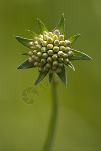 绿底绿色背景的林里利比亚宏观金银花交换紫色花园硅烷雌蕊阴影花粉花瓣背景图片