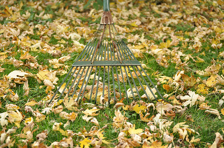 秋余假树叶园林工具背景图片