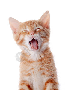 一只红哈欠小猫的肖像背景图片
