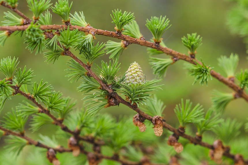 Larch 树层细节图片