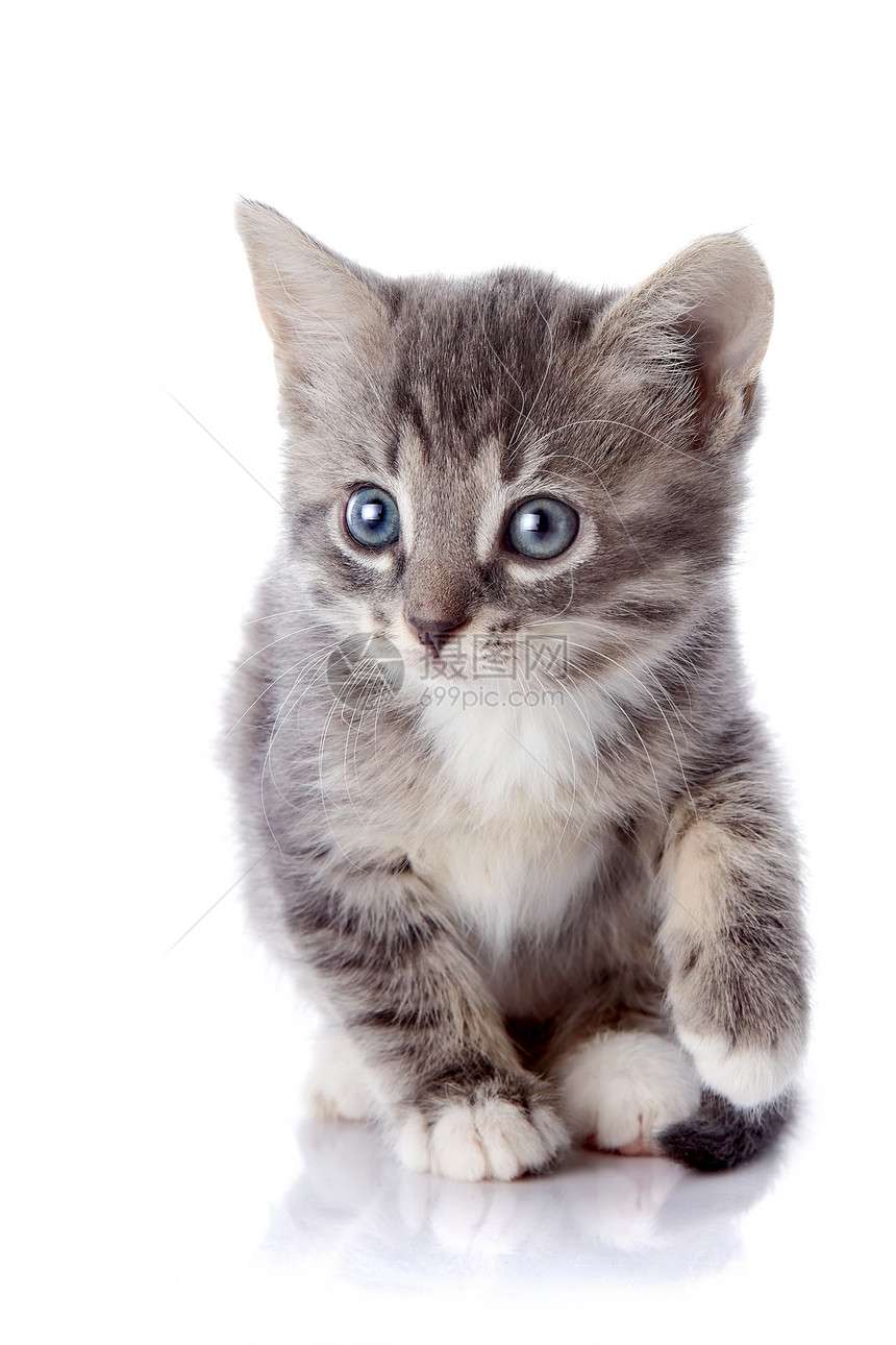 灰色条纹小猫友谊眼睛脊椎动物婴儿猫科爪子虎斑尾巴农场晶须图片
