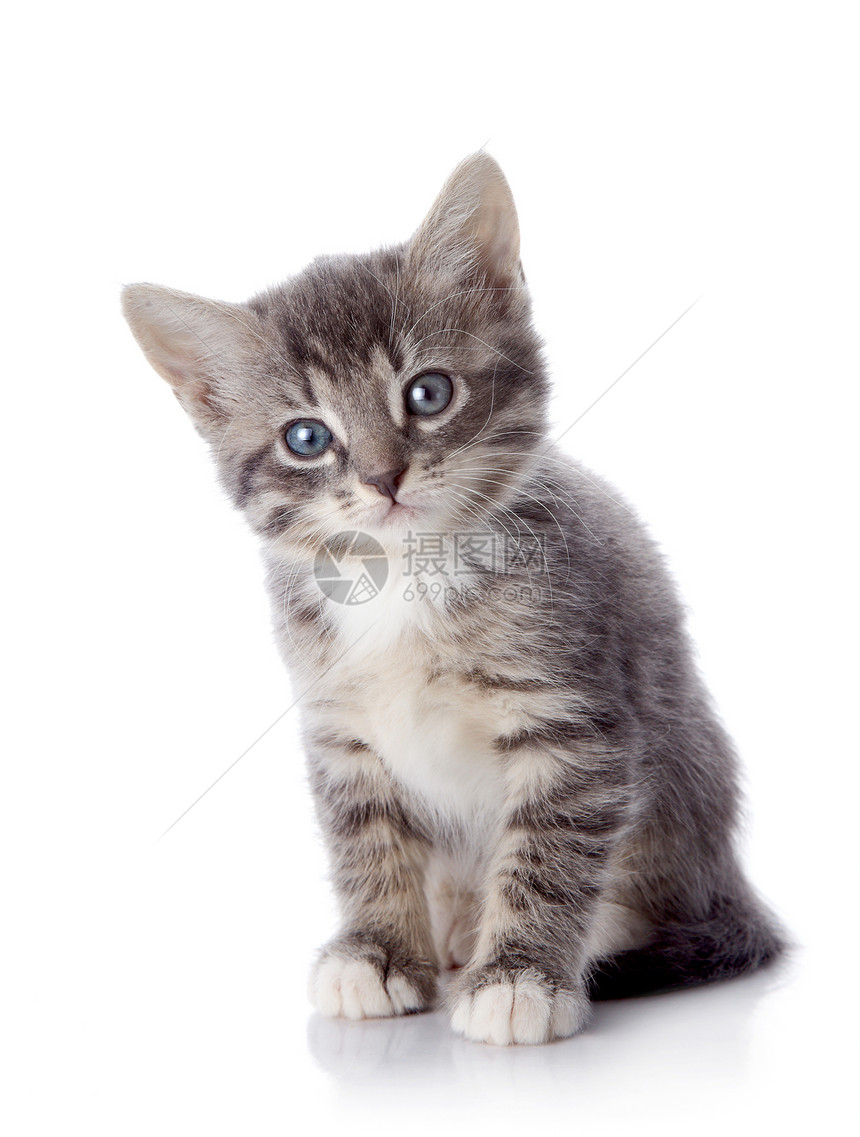 灰色条纹小猫坐在白色背景上图片