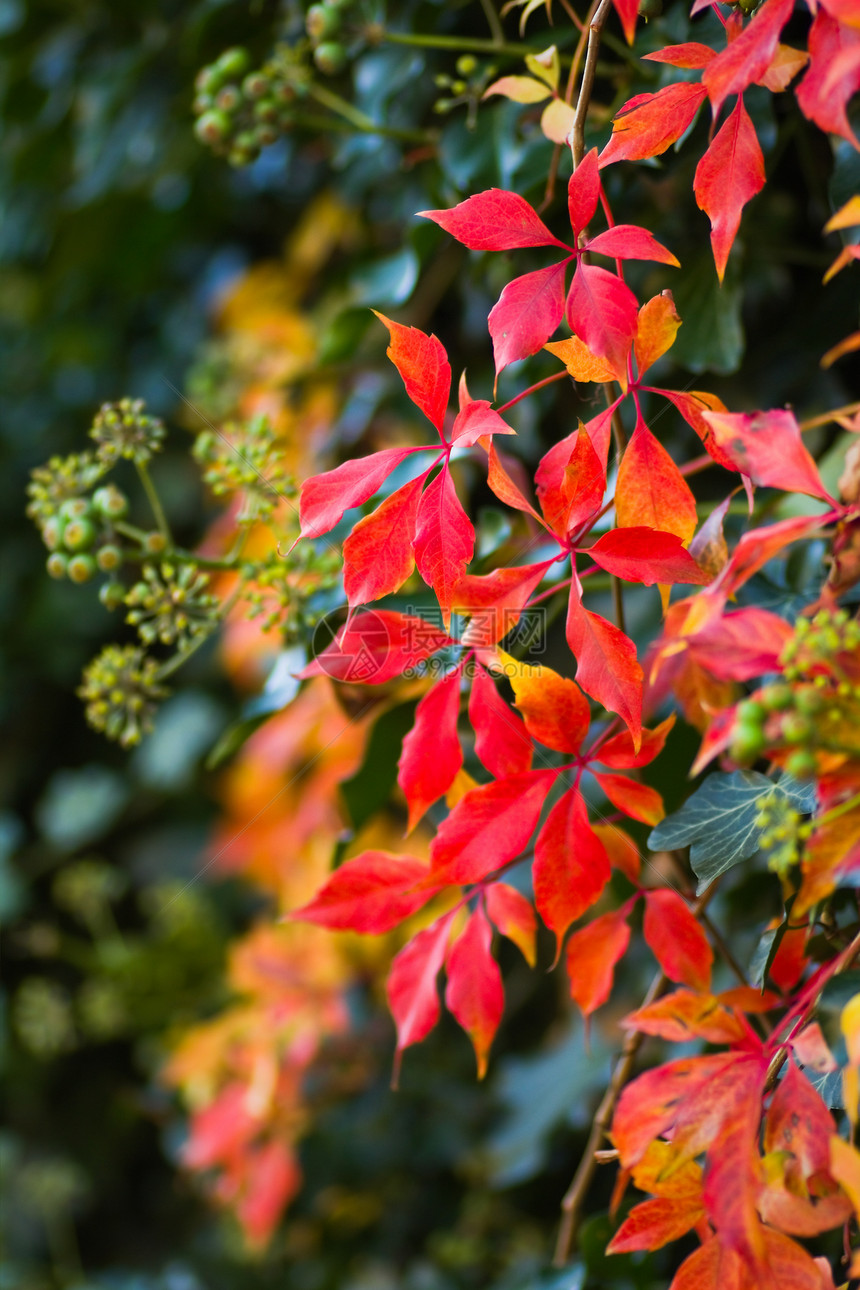 弗吉尼亚多姿多彩的爬行者和秋天盛开的常春藤图片