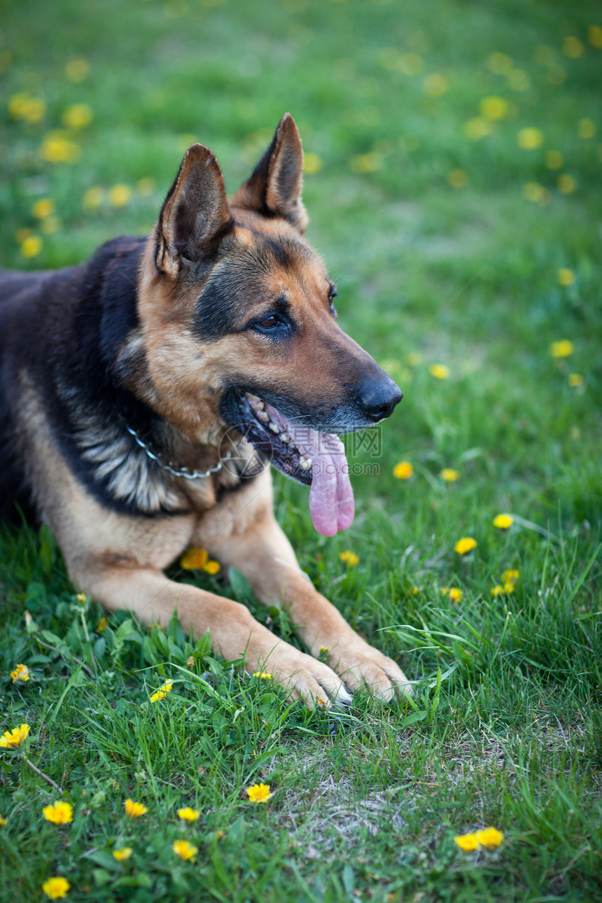 聪明的德国牧羊犬晴天停留宠物绿色朋友牧羊人毛皮命令动物图片