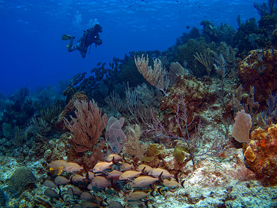 沿珊瑚礁游泳的斯库巴潜水器高清图片