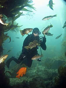 Catalina的鱼环绕着水下摄影师高清图片
