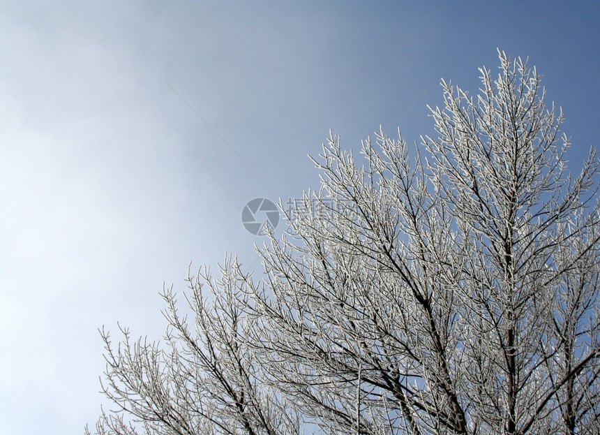 大雪树松树枝条完全地分支机构季节性水平雪花框架树木白色图片