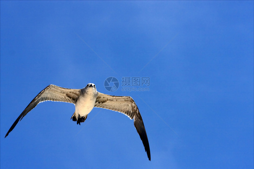 海鸥在墨西哥空中飞翔天空灌木丛瞳孔羽毛荒野眼睛假期动物白色黑色图片