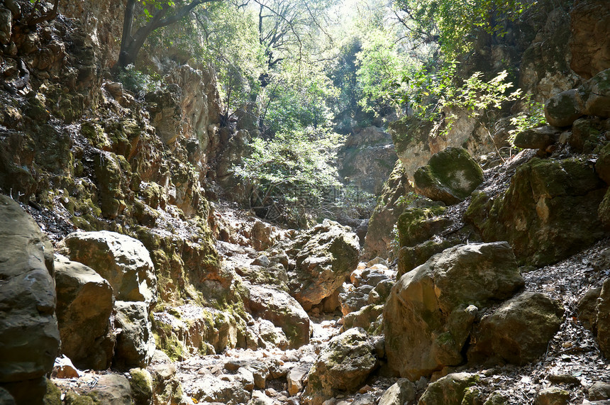 山区峡谷苔藓树木岩石图片