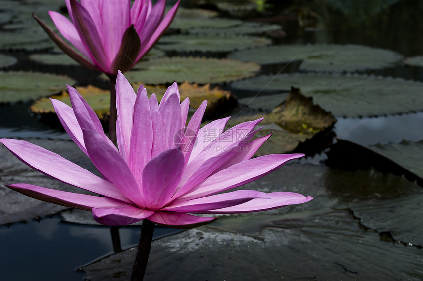 尼姆法亚在托巴湖植物情调植物群叶子睡莲热带荷花花瓣自然池塘图片