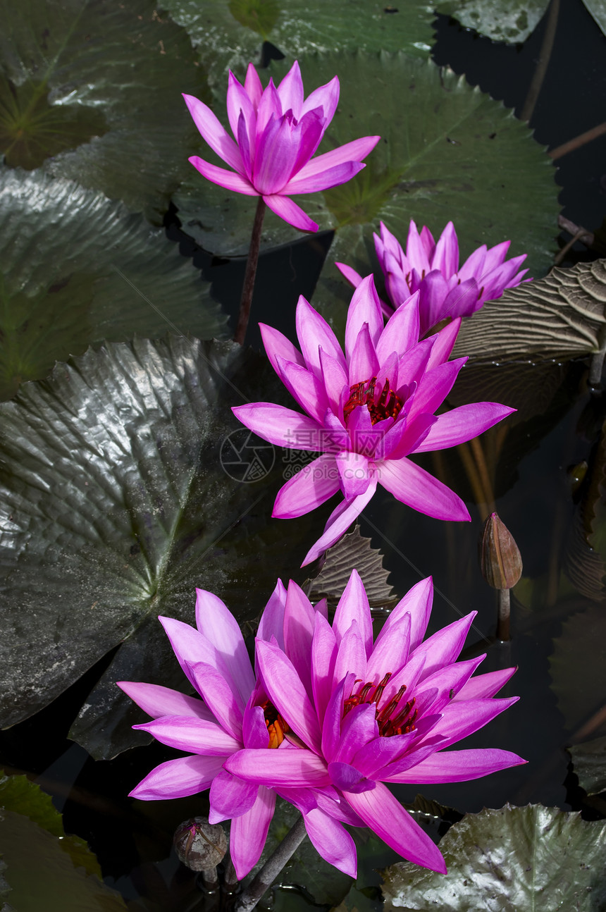 尼姆法亚在托巴湖情调荷花叶子花瓣自然植物群植物池塘睡莲紫色图片