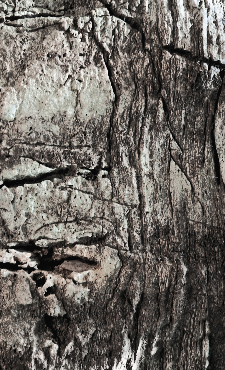 二 简要背景情况地衣岩石场地薄雾热血苔藓生态树木石头棕色图片