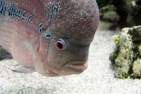 红发慈鲷黑色的淡水鱼高清图片
