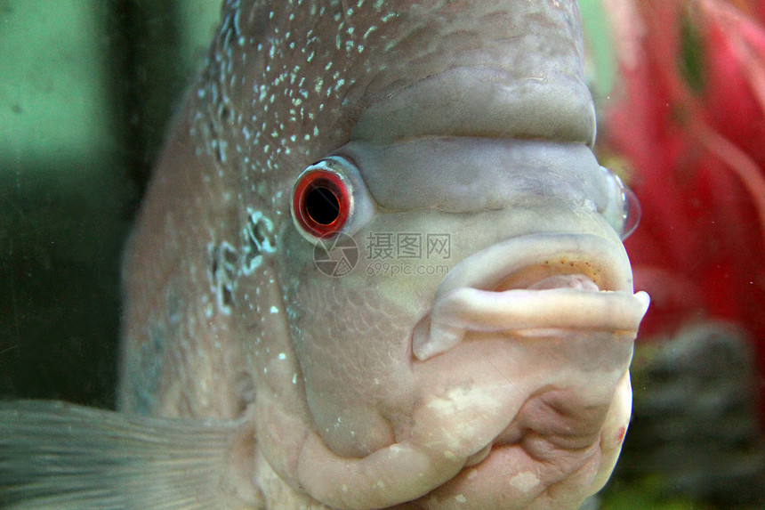 水族馆红头灰色黑色蓝色观赏鱼栖息鱼缸棕色红色男性科鱼图片
