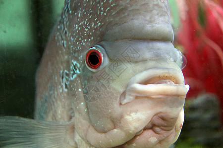 水族馆红头灰色黑色蓝色观赏鱼栖息鱼缸棕色红色男性科鱼背景图片