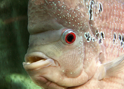 南美慈鲷丽鱼科鱼灰色的高清图片