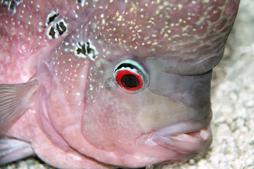 水族馆红头栖息异国白色大慈鲷黑色低音鱼缸红色观赏鱼淡水图片
