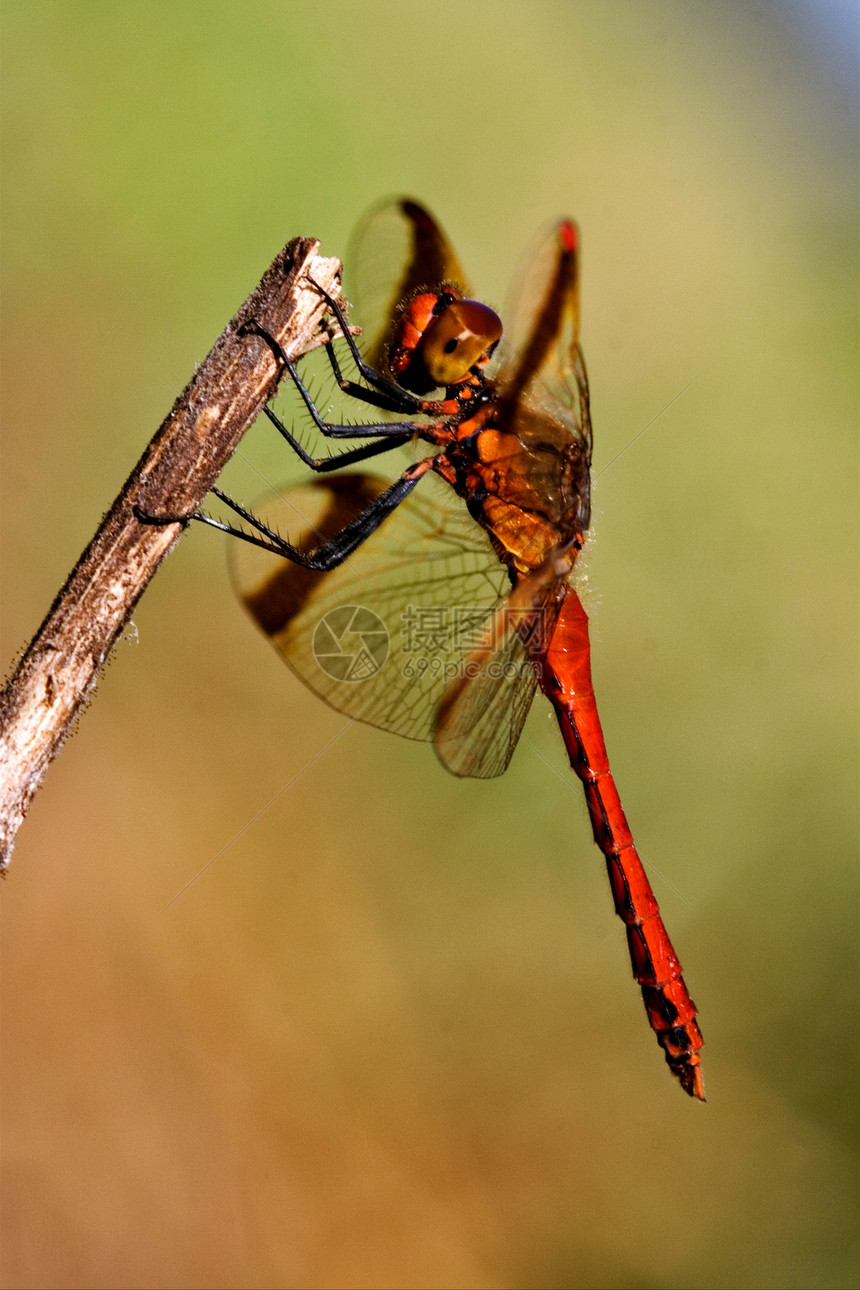 野生红和天空网络荒野叶子蒸汽植物橙子爪子蜻蜓宏观翅膀图片